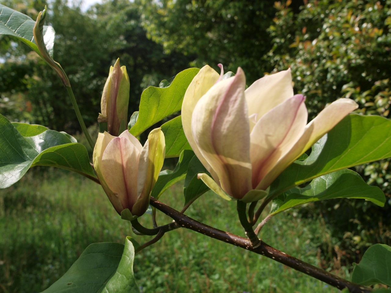 magnolia ambrosia